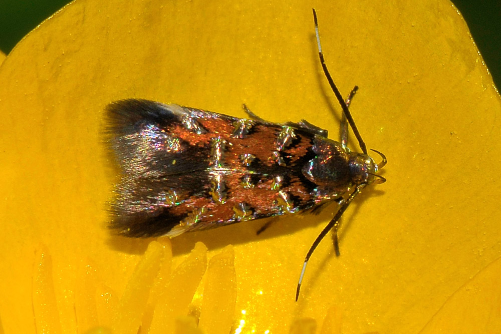 Gelechiidae? No, Cosmopterigidae - Pancalia leuwehnoekella